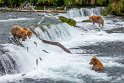 138 Katmai NP, bruine beren